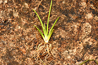 Littorella uniflora Littorella uniflora